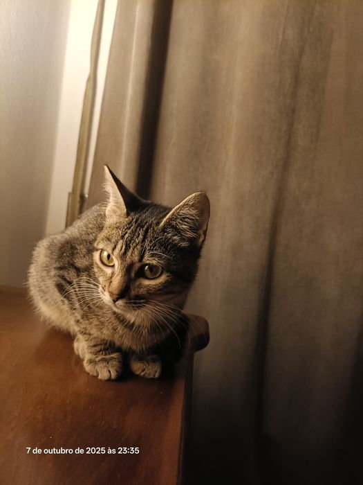 Gatinho para adoção