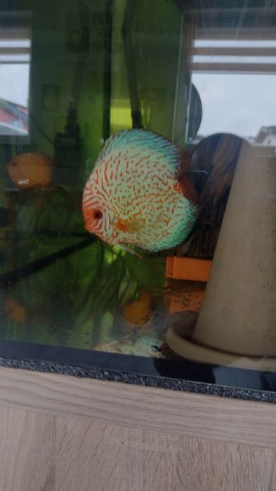 Sprzedam samca Red Map 16-17cm