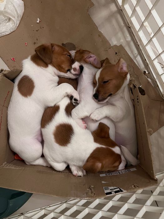 Цуценята джек рассел терьєр