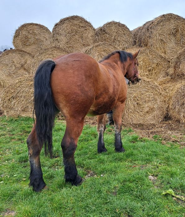 Klacz źrebica zimnokrwista