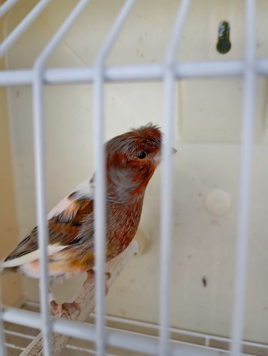 Gaiolas para aves e canários