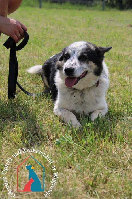 Uroczy, spokojny, łagodny, uczuciowy - lubi spokojne spacerki