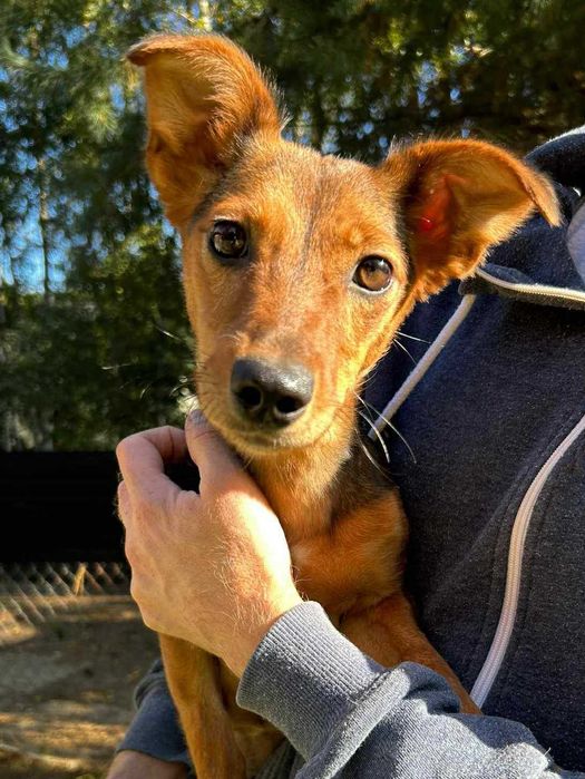 Mała i młoda suczka Willa do adopcji