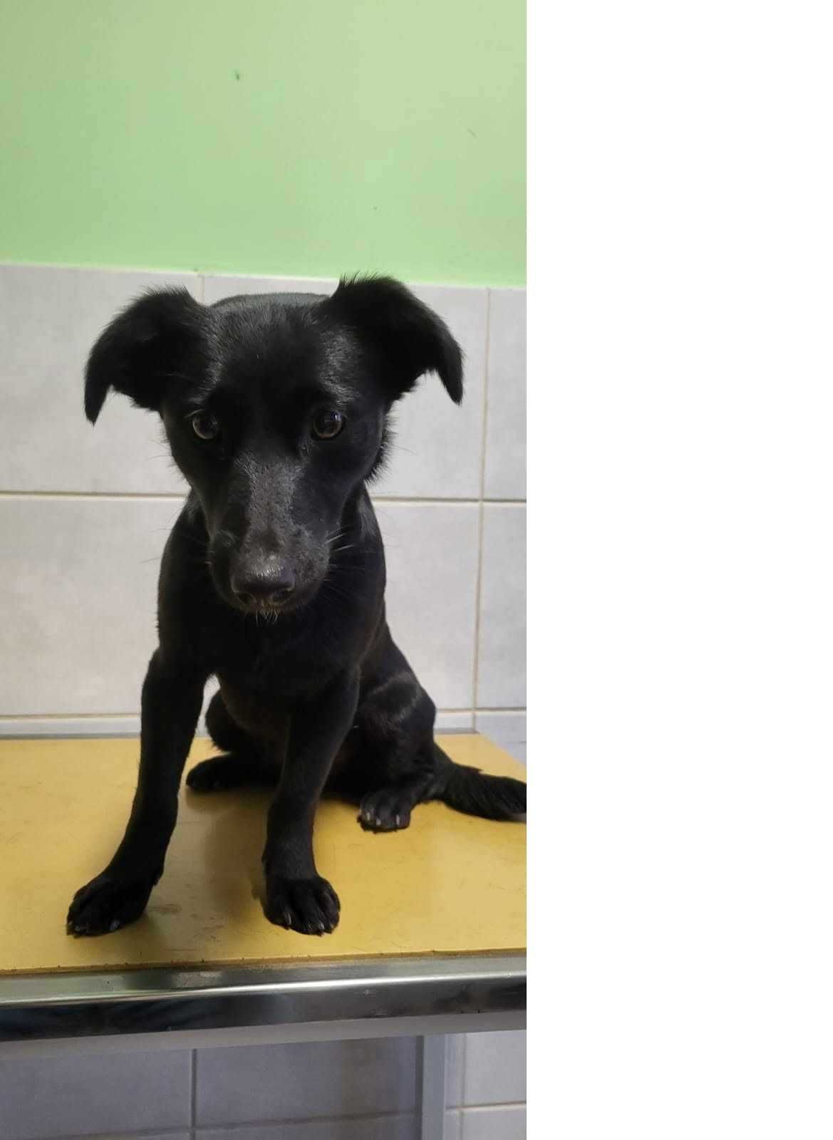super pieski do adopcji