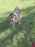 Oddam pieska mieszaniec Beagle