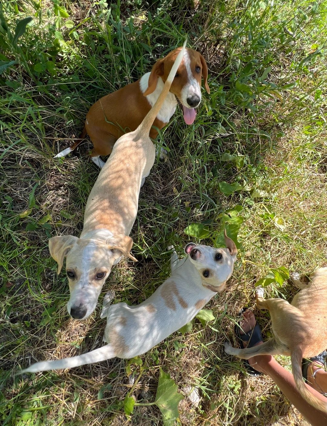 Três cães com quatro meses para adoção responsável