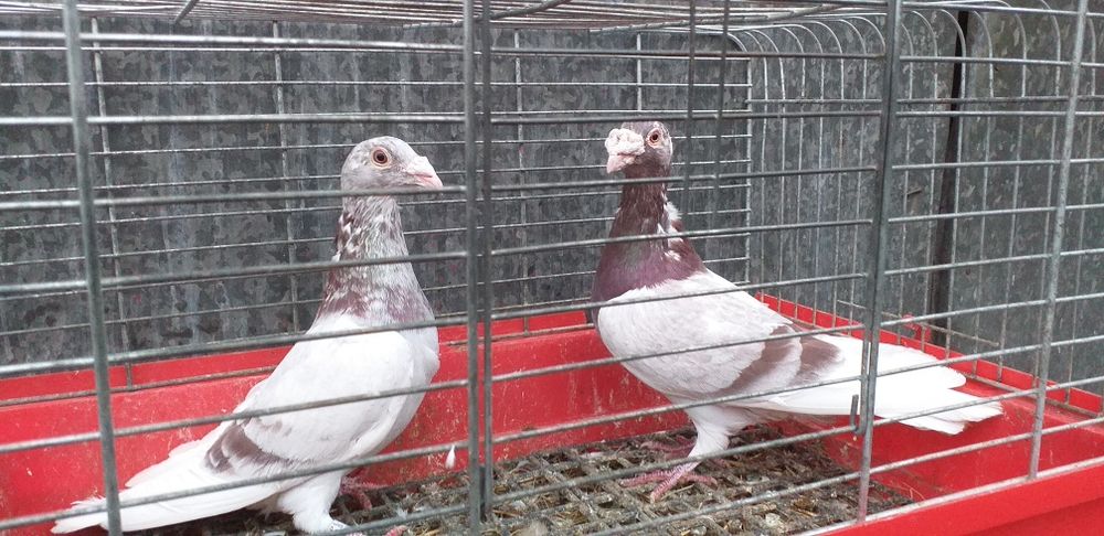 Gołębie staropolskie