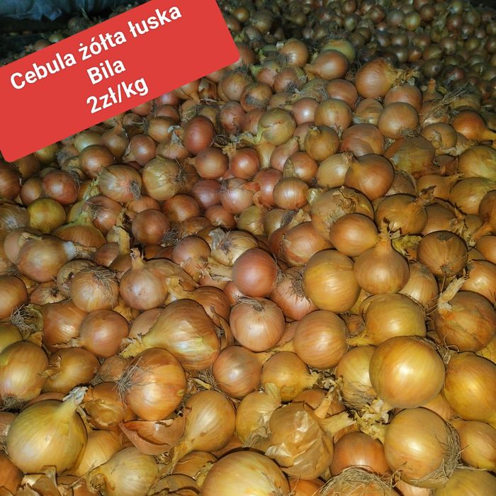 Cebula z siewu wiosennego