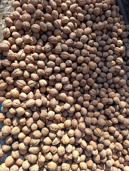 Горіхи грецькі,волоські 2025