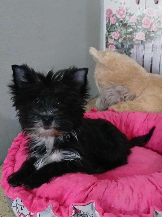 Yorkshire terrier chłopczyk Hugo