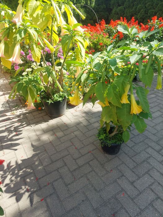 Bieluń  Datura  żółty