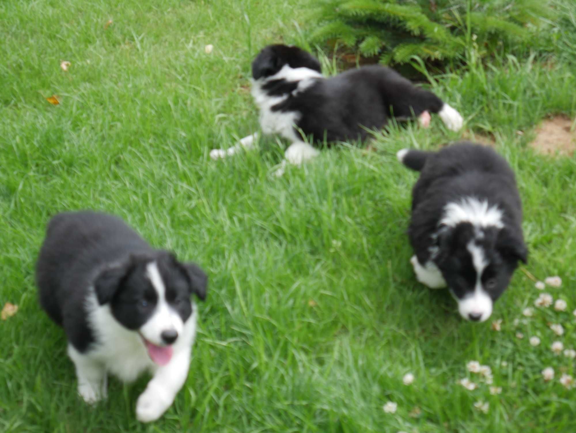 Border Collie ostatnia sunia