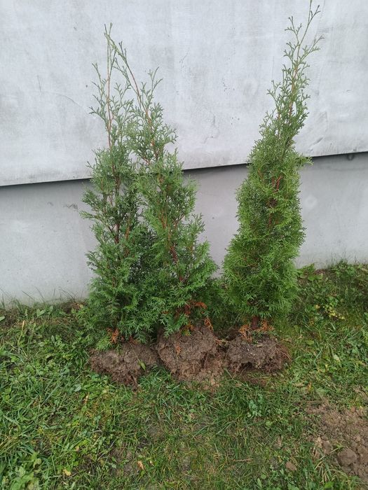 Туя західна колоновидна Колумна