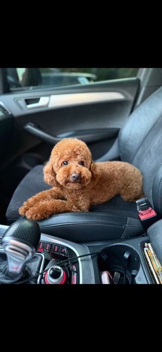 Дівчинка підрощена ред браун