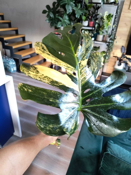 Rezerw -Monstera Deliciosa Marmorata Large Form, w typie yellow marlin