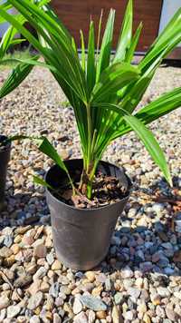 Trachycarpus Tesan