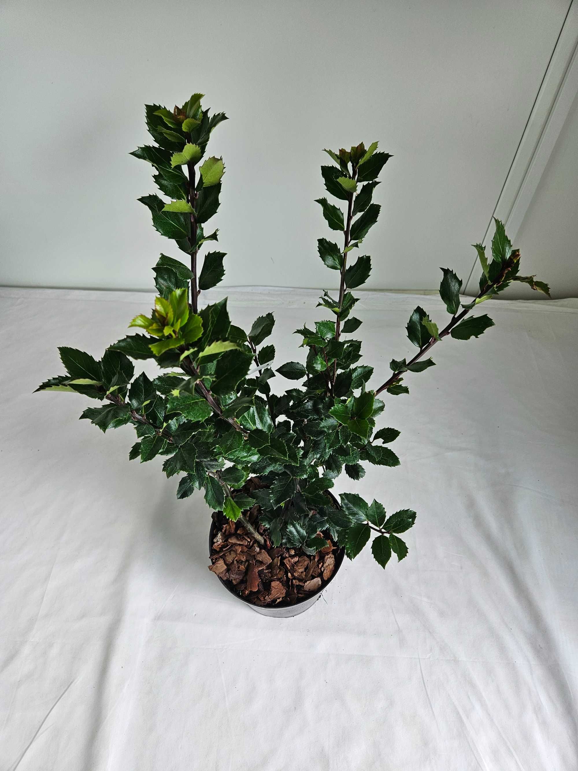 Ostrokrzew Meservy Blue Mini 70cm – zimozielony krzew ozdobny C5