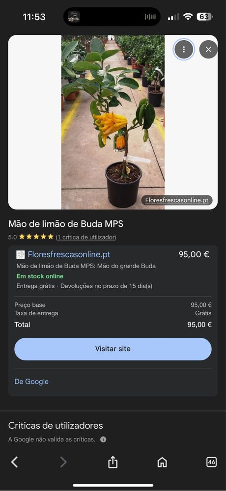 Limoeiro Mão de buda