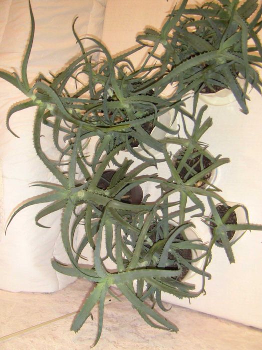 Комнатные растения фикус кротон рождественник алоэ лилия