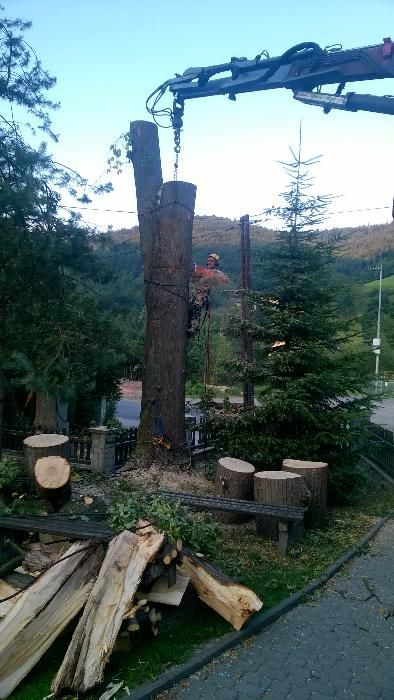 Wycinka i pielęgnacja drzew krzewów i żywopłotów. Frezowanie pni.