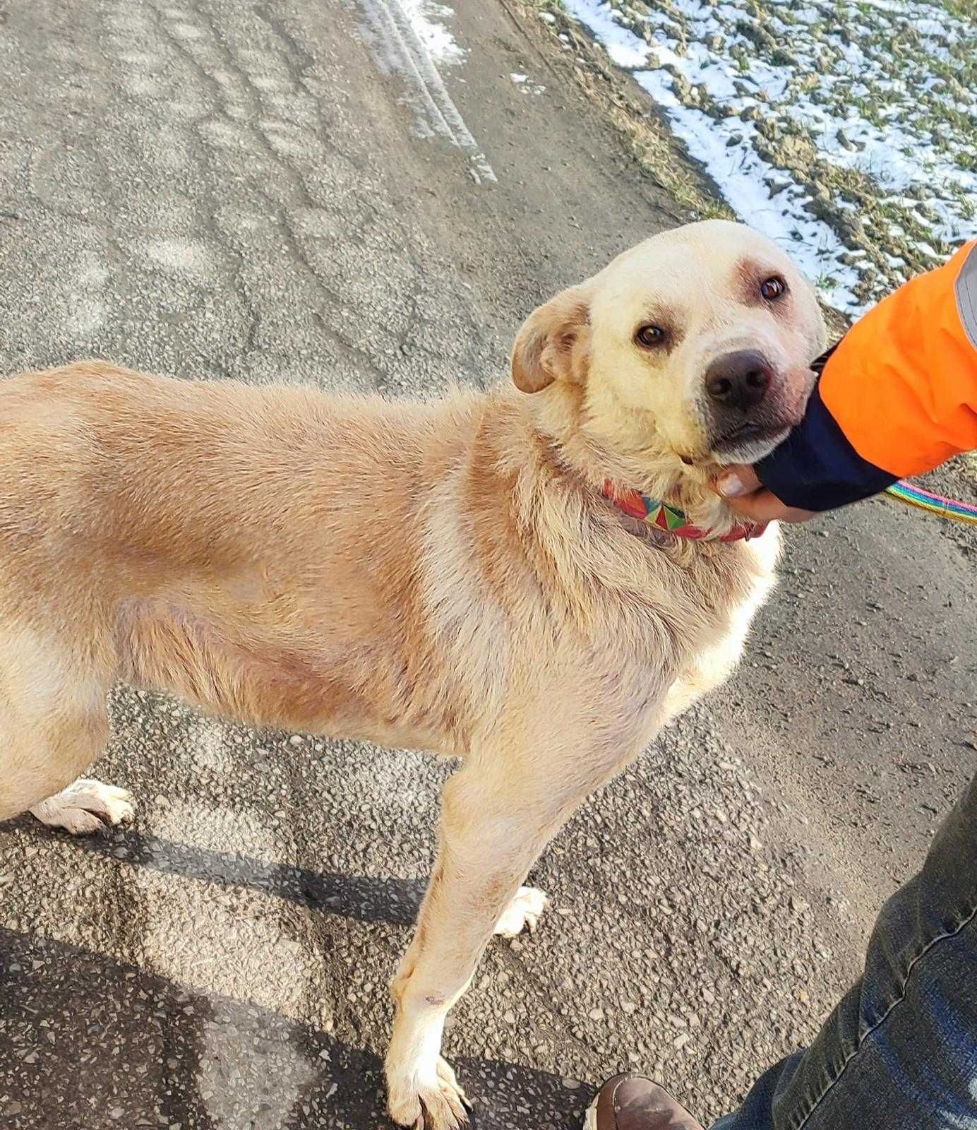 BREGO moc radości, uwielbienia dla człowieka, psi ideał