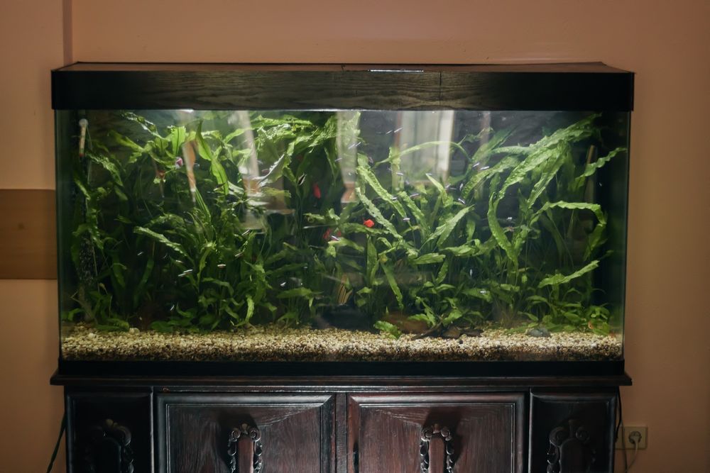 Обслуживание морских и пресных аквариумов,чистка аквариумов