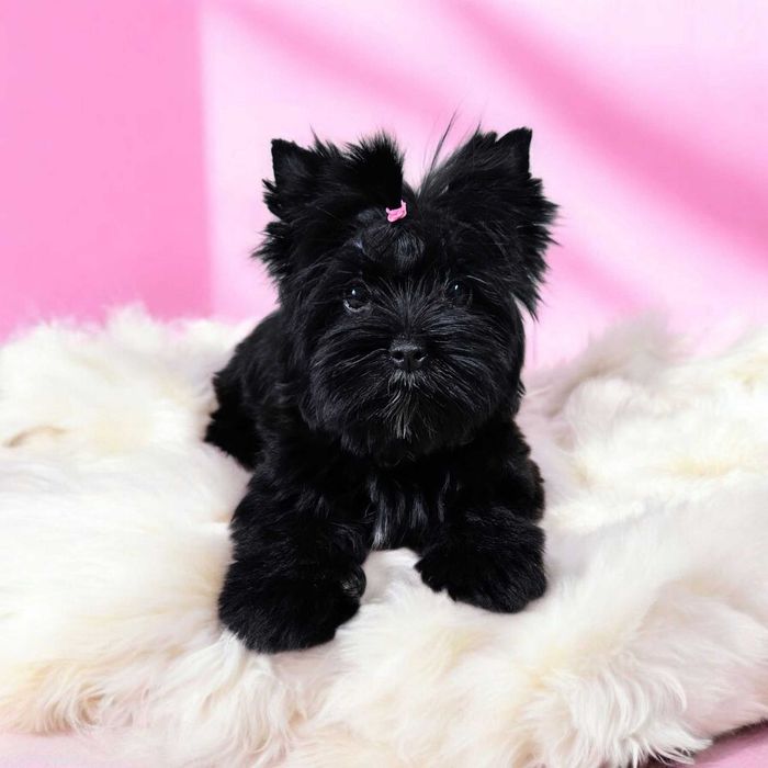 Suczka York Black - Nie wybarwi się ! Piękne duże oczka - Zjawiskowa