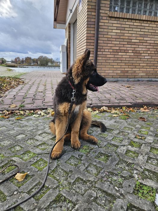 Owczarek Niemiecki Długowłosy