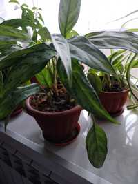 Аглаонема комнатное растение