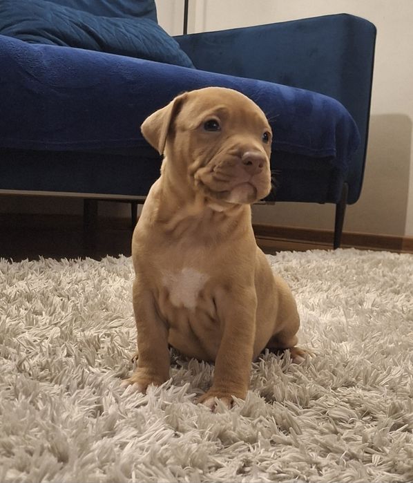Suczka Pitbull Red Nose