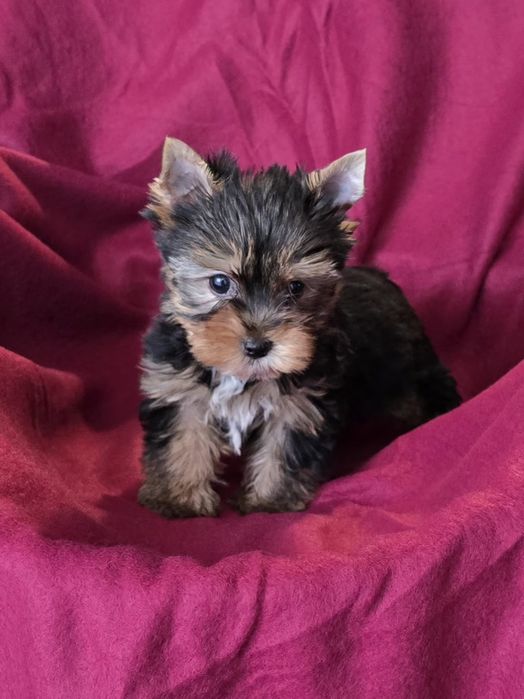 Piesek mini Yorkshire Terrier
