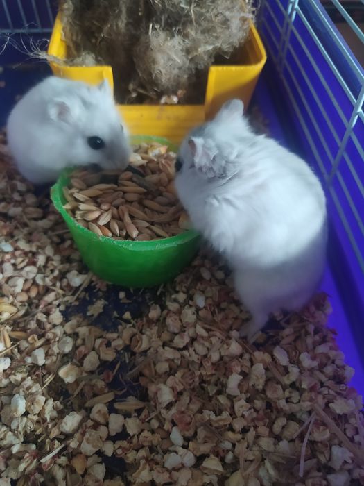 Джунгарский хомяк