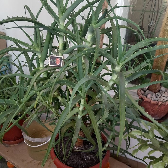 Цветок комнатный. Алое.