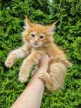 Maine Coon kocurek rudy