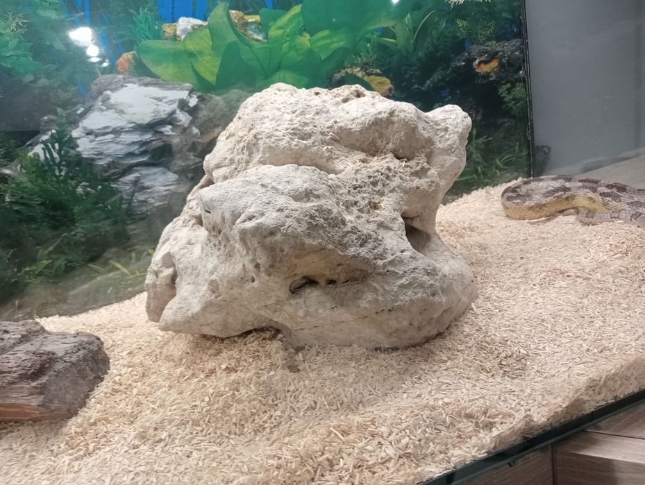 waż zbożowy+ akwarium