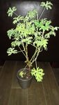 Dorodna anginka, geranium