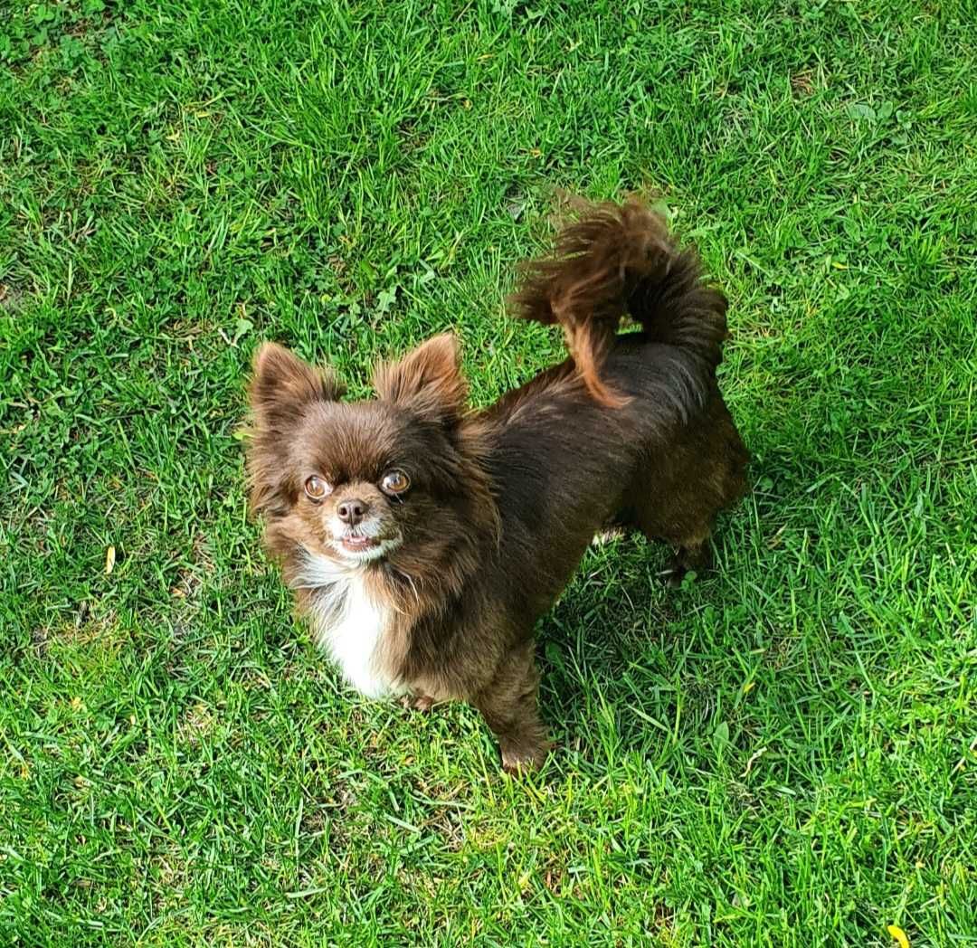 Chihuahua krótkowlosa sunia do dalszej hodowli 18 miesiecy