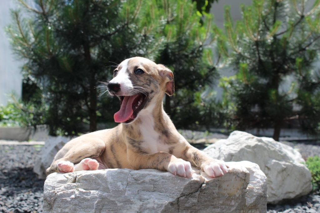 Pies szczenię whippet,  szczenię whippet