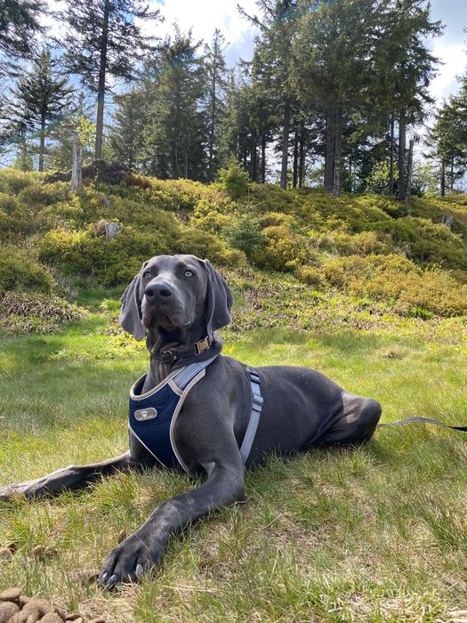 Pies rasy Wyżeł Weimarski