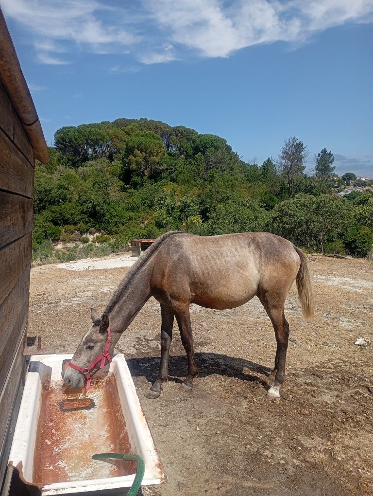 Poldra pura Lusitana