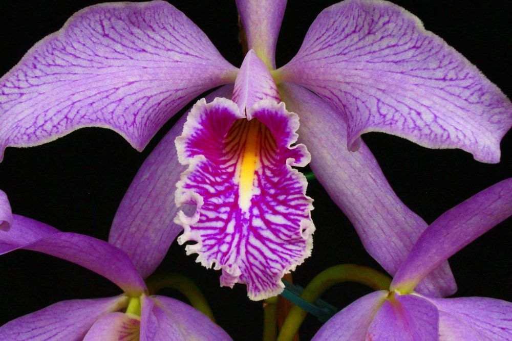 Orquídea Cattleya maxima