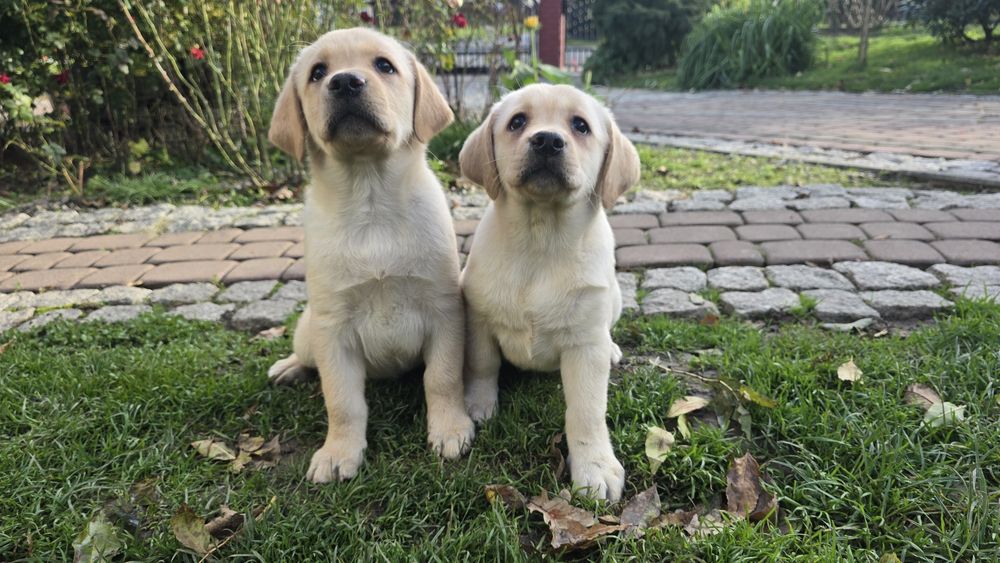 Labrador Retriever, biszkoptowy szczeniak! Już do odbioru!