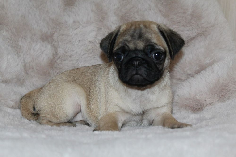 Розкішні мопсики