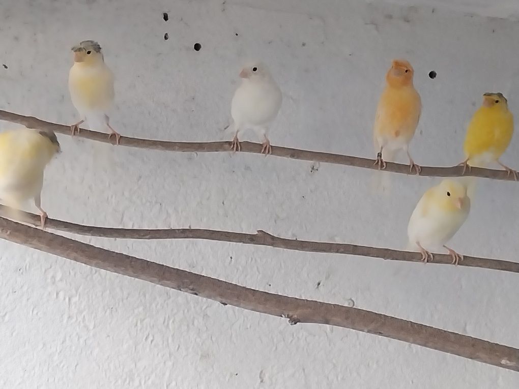 Canarios machos e fêmeas