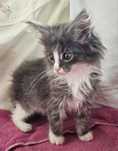 Kotka maine coon gotowa na zmianę domu