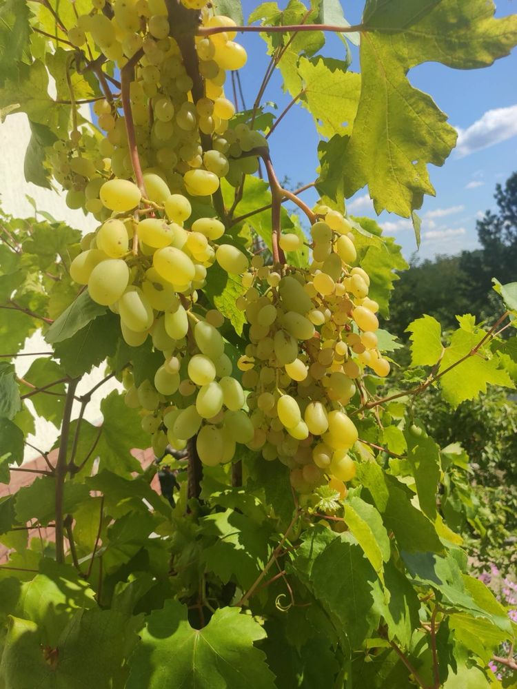 Продаж будинку Ходосівка