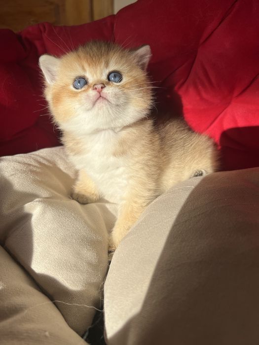 Британський котик bri by 11