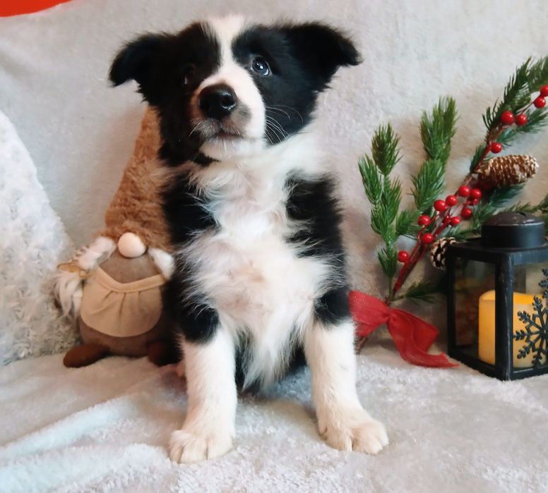 Border collie szczenię