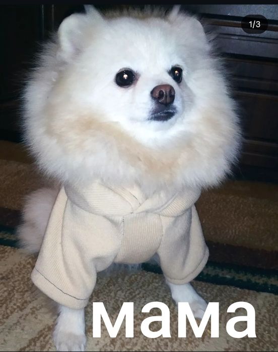 Померанський Шпіц