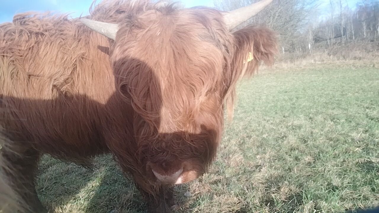 Byczek szkocki, Filip Highland Cattle